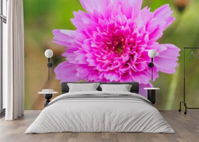 Outdoor blooming carnation pink flower close-up，Dianthus caryophyllus L. Wall mural