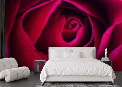 closeup red rose Wall mural