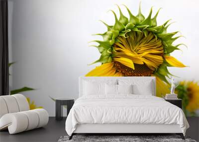 sunflower blossoming beauty closeup Wall mural