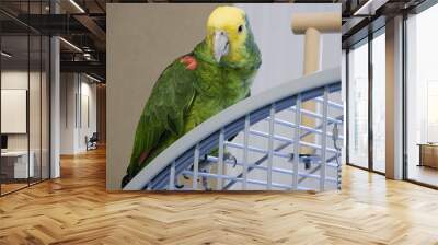 Amazon Parrot Sitting on His Cage Wall mural