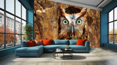 Eastern Screech Owl Perched in a Hole in a Tree Wall mural