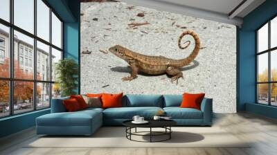 northern curly tailed lizard 1 Wall mural