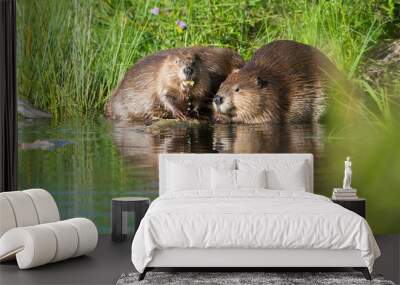 Beaver Wall mural