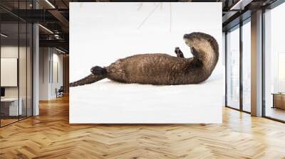 River otter in the wild Wall mural