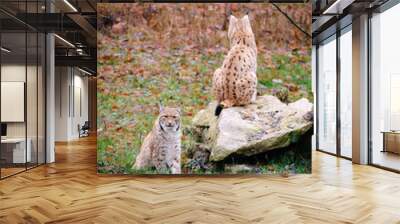 beautiful two lynxes sitting on the rock in the Bavarian forest in Germany Wall mural