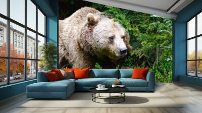 brown bear in the forest in Germany Wall mural