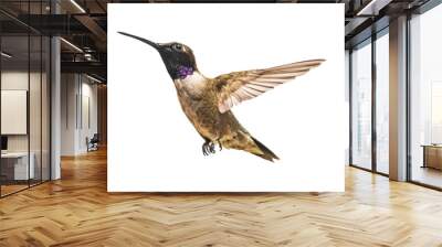 Black-chinned Hummingbird (Archilochus alexandri) Photo, in Flight on a Transparent Background Wall mural