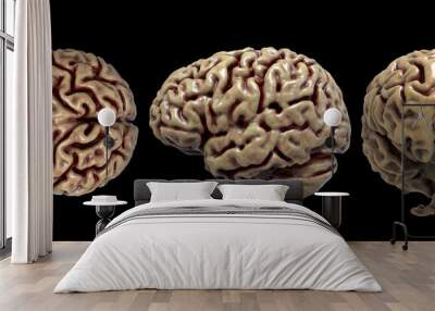 brain anatomy of the human body in three views isolated in white background - 3d rendering Wall mural