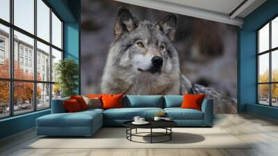 Timber wolf portrait Wall mural