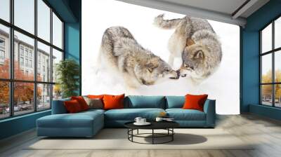 timber wolves or grey wolves isolated on a white background playing in the snow, canada Wall mural