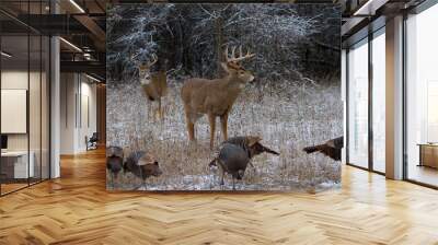 Two White-tailed deer buck standing in the winter snow with wild turkeys in Canada Wall mural