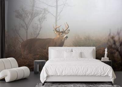 White-tailed deer buck with huge neck walking through the foggy woods during the rut in autumn in Canada Wall mural