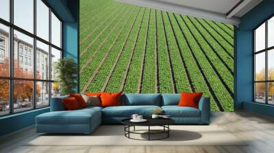 Overhead view of rows of green lettuce forming an abstract pattern of lines moving towards perspective into the distance in the Salinas Valley of California Wall mural