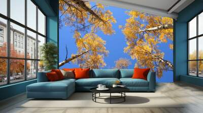 View of aspen trees  looking up at a blue sky and golden yellow foliage in the Sangre de Cristo Mountains near Santa Fe, New Mexico Wall mural