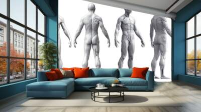 Human body anatomy of a man in five views isolated in white background - 3d render Wall mural