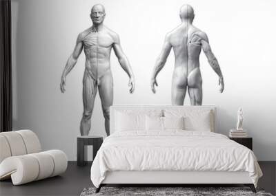 Human body anatomy of a man in two views isolated in white background - 3d render Wall mural