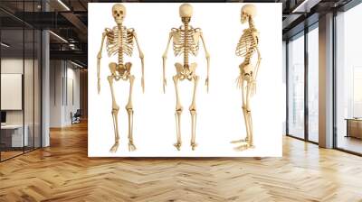 human skeleton, three views Wall mural