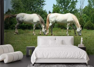 two white horses Wall mural