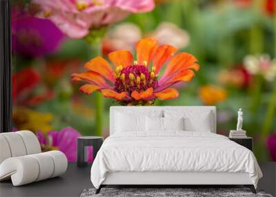 Closeup of colorful bright Zinnias Wall mural