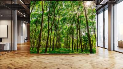 Latex rubber plantation or para rubber tree in southern Thailand Wall mural