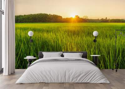 Rice field with sunrise or sunset in moning light Wall mural