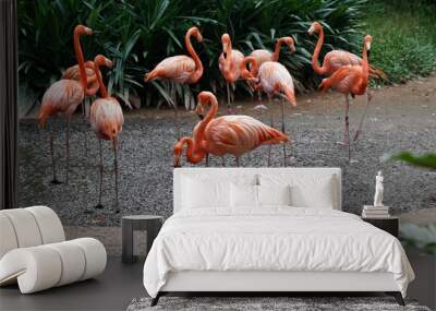 greater flamingo|Phoenicopteridae|Phoenicopterus chilensis|智利火烈鳥|智利紅鸛 Wall mural