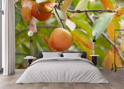 Autumnal view of Daebong persimmon fruit with maple leaves on the branch of persimmon tree in an orchard, South Korea
 Wall mural