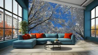 beautiful snowy trees on forest and view on the blue sky, white tree branches Wall mural