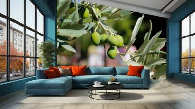 green olives on branch Wall mural