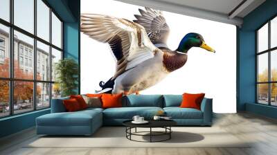 A duck on a white background Wall mural