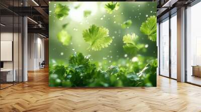 Fresh Green Coriander Leaves Floating in Air with Rain Drops Wall mural