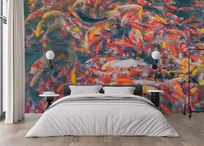 Colorful Japanese Koi Carp fishes moving in a lovely pond of a g Wall mural