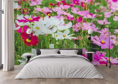 Colorful of Sulfur Cosmos flowers on a rack decorate in park. Wall mural