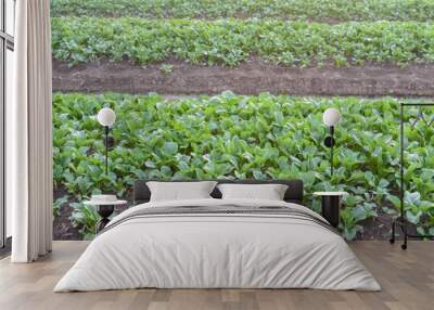 vegetable farm field Wall mural