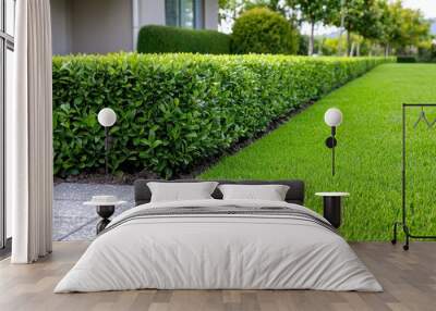 Green Hedge and Grass Lawn in a Well-Maintained Garden Wall mural