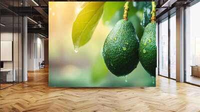 Avocado tree in the garden. Bright green avocado fruits with a few drops of water showing their freshness. Wall mural