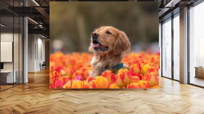 Dog and tulips Wall mural