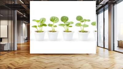 Fresh green seedlings in white pots, symbolizing growth and renewal in a vibrant, sunlit environment. Wall mural