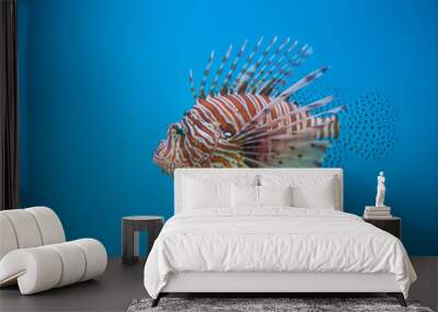  Lion fish in aquarium Wall mural