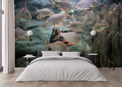 Water fish in Asian Aquarium Wall mural