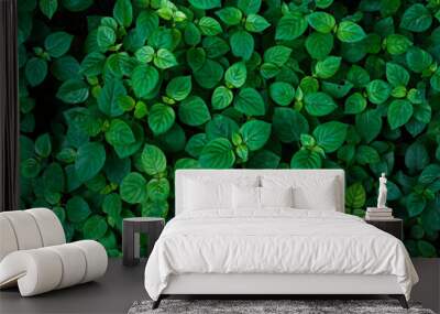 abstract stunning panorama green leaf texture, tropical leaf foliage nature dark green background. green banners nature tropical concept Wall mural