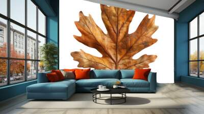 Brown oak leaf on transparent background. Wall mural