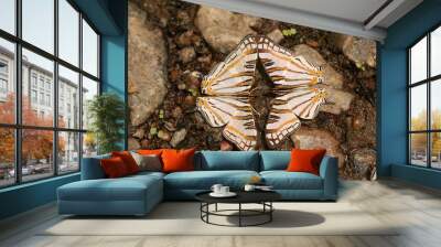 Couple of African map butterflies on a close up picture. A colorful insect typicaly occurring in tropical african forests. Wall mural