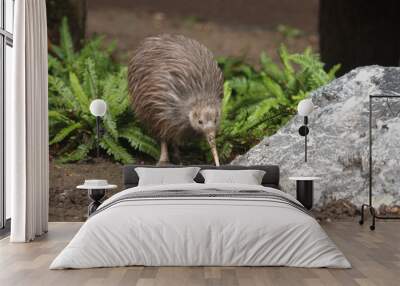 The North Island brown kiwi on a close up horizontal picture. A rare cute little bird endemic to New Zealand. A strange flightless species with long beak and brown feathers. Wall mural