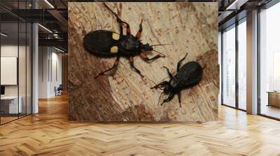 Two-spotted assassin bug, a venomous predatory true bug of west and southwest African origin. An adult and a nymph resting on a tree bark. Wall mural