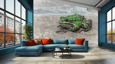 Green tree frog sitting on a brick wall Wall mural