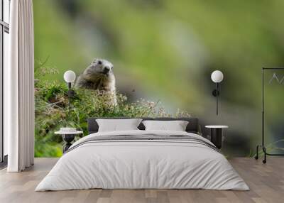 Impressive image of a mountain marmot (Marmota marmota) resting on a sunny rock with a panoramic view of the mountain landscape. This photo highlights a quiet moment. Svist horsky. Alpen. Wall mural