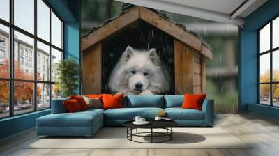 a sad Samoyed breed dog lying in a small wooden dog house on a rainy da Wall mural