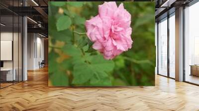 pink rose Wall mural