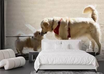 Dog. Two young dogs during meeting. Small pekinese and golden retriever Wall mural